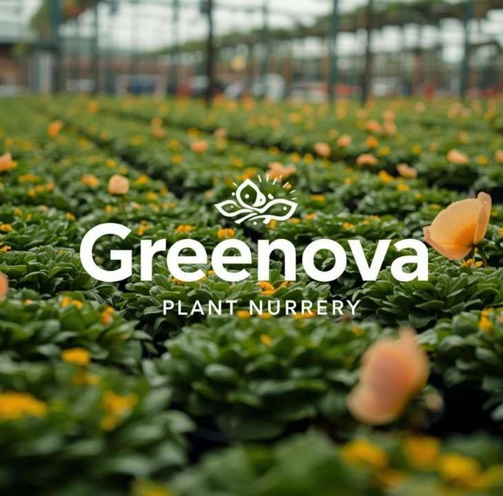 Greenova Plants