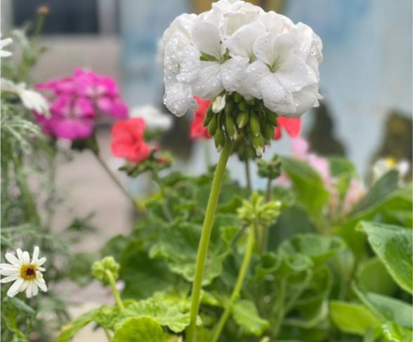 نبتة الخبيزة