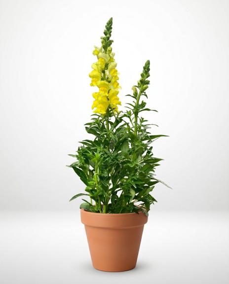 plant (13) plant (13)