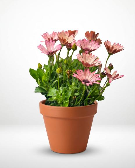 plant (14) plant (14)