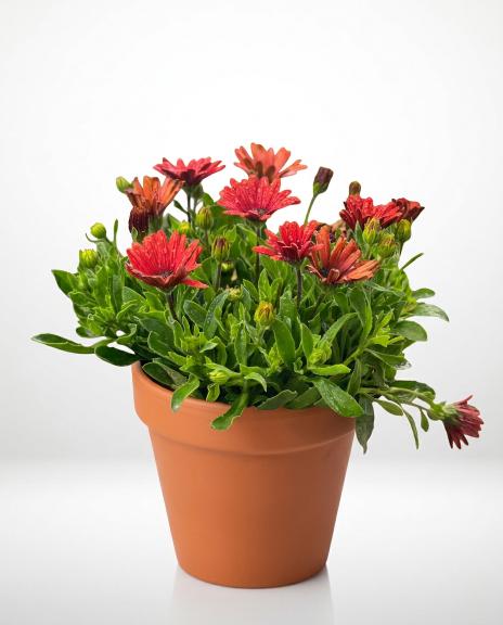 plant (15) plant (15)