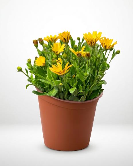 plant (17) plant (17)