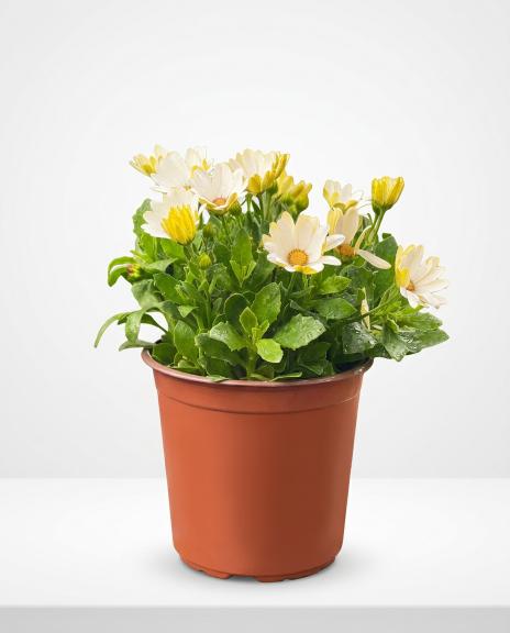 plant (18) plant (18)