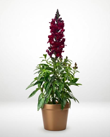 plant (19) plant (19)