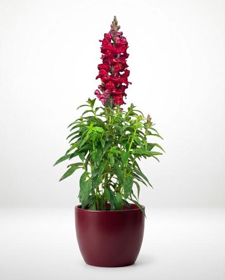 plant (20) plant (20)