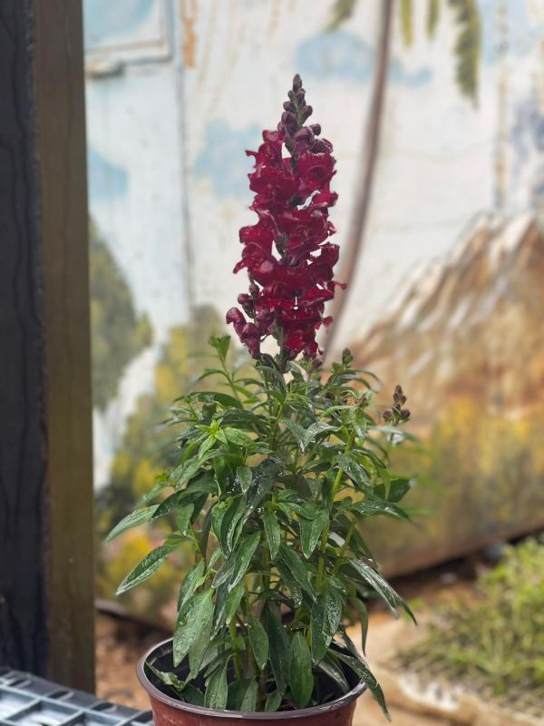 نبتة فم السمكة